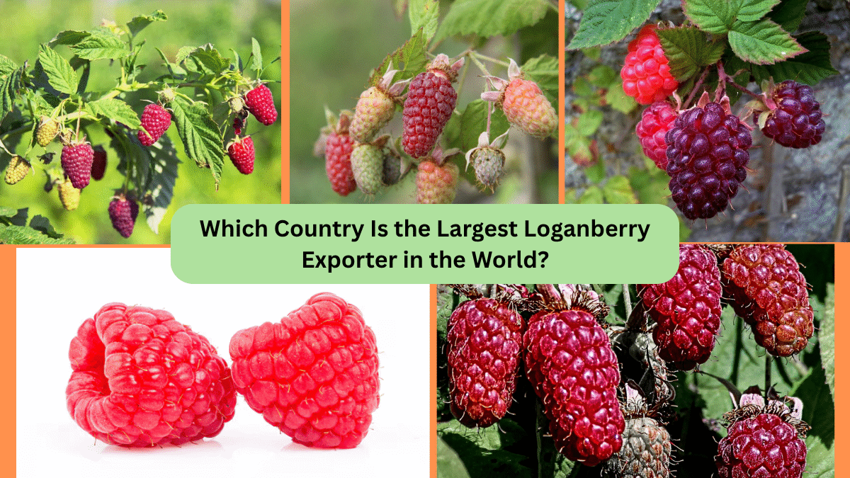Which Country Is the Largest Loganberry Exporter in the World?