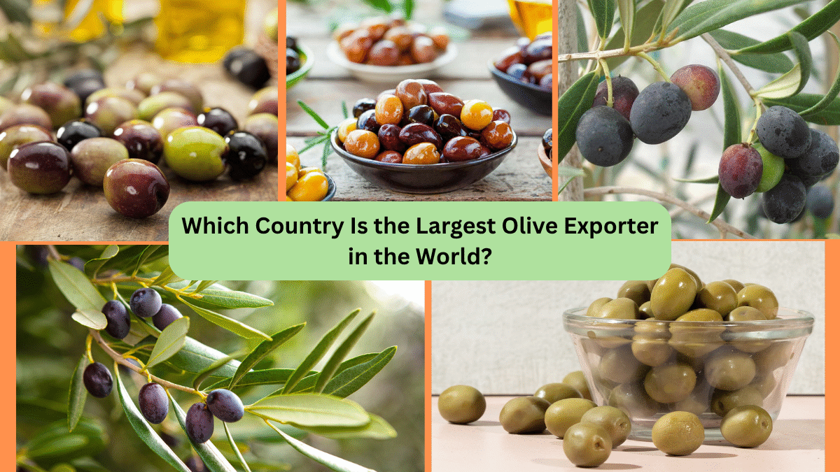 Which Country Is the Largest Olive Exporter in the World?