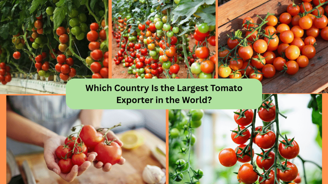 Which Country Is the Largest Tomato Exporter in the World?