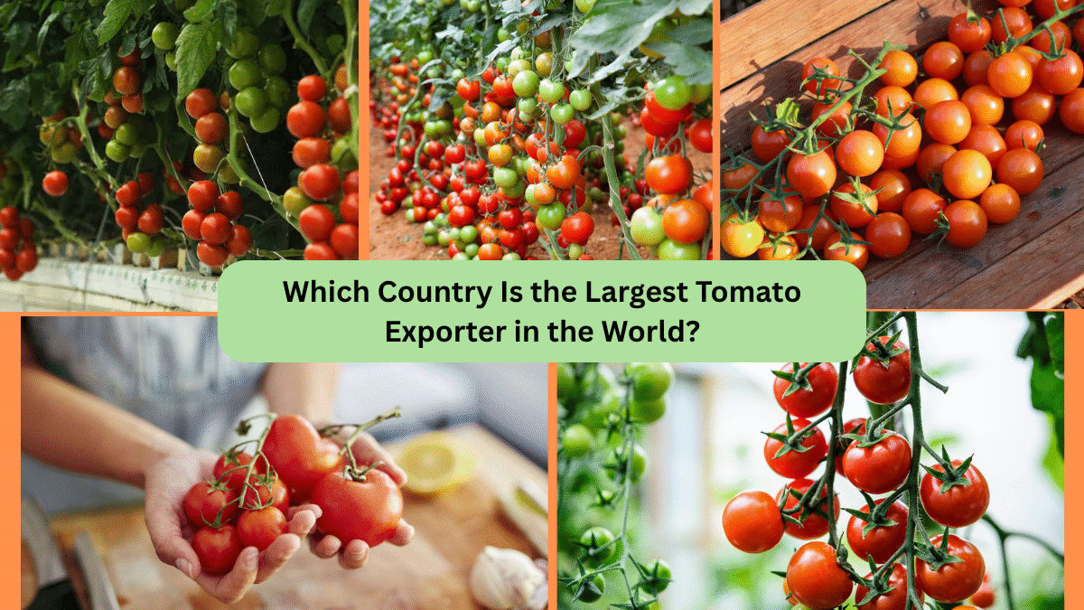 Which Country Is the Largest Tomato Exporter in the World?