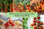 Which Country Is the Largest Tomato Exporter in the World?