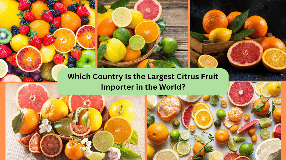 Which Country Is the Largest Citrus Fruit Importer in the World?