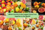 Which Country Is the Largest Citrus Fruit Importer in the World?