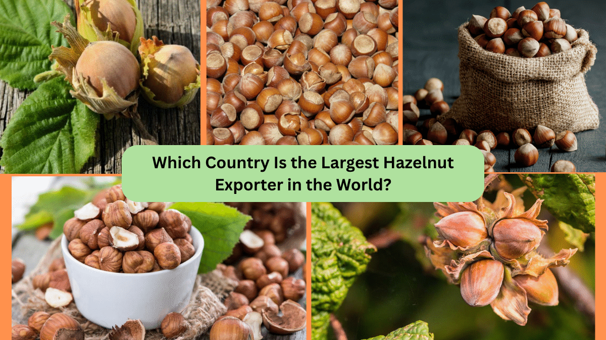 Which Country Is the Largest Hazelnut Exporter in the World?
