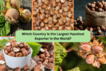 Which Country Is the Largest Hazelnut Exporter in the World?