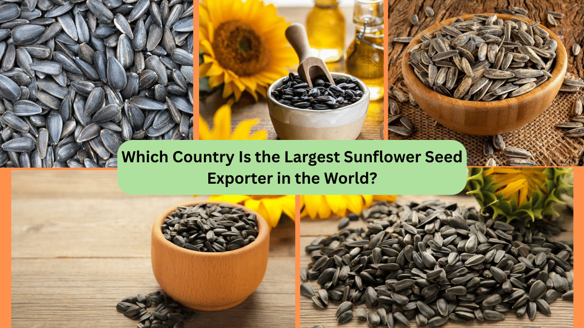 Which Country Is the Largest Sunflower Seed Exporter in the World?
