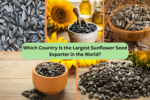 Which Country Is the Largest Sunflower Seed Exporter in the World?