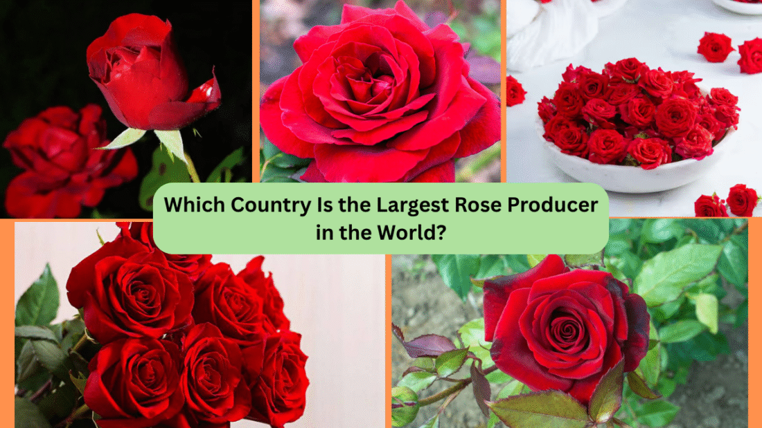 Which Country Is the Largest Rose Producer in the World?