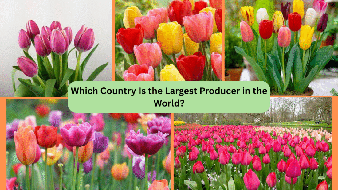 Which Country Is the Largest Producer in the World?