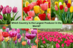 Which Country Is the Largest Producer in the World?