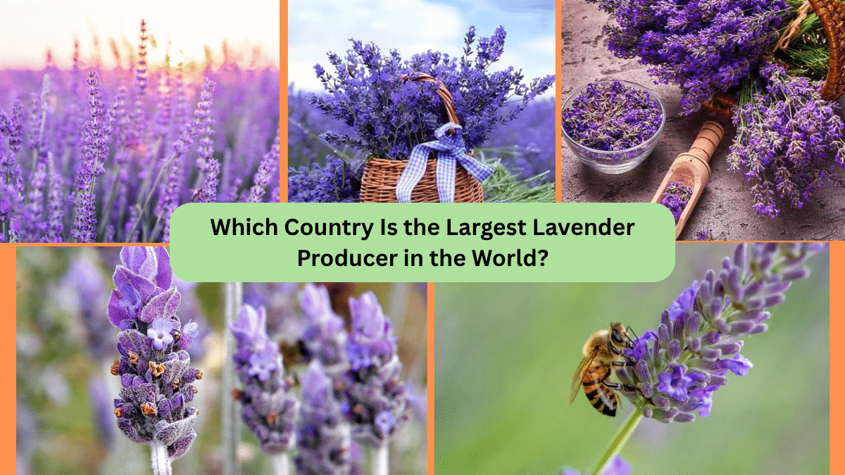 Which Country Is the Largest Lavender Producer in the World?