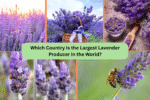 Which Country Is the Largest Lavender Producer in the World?