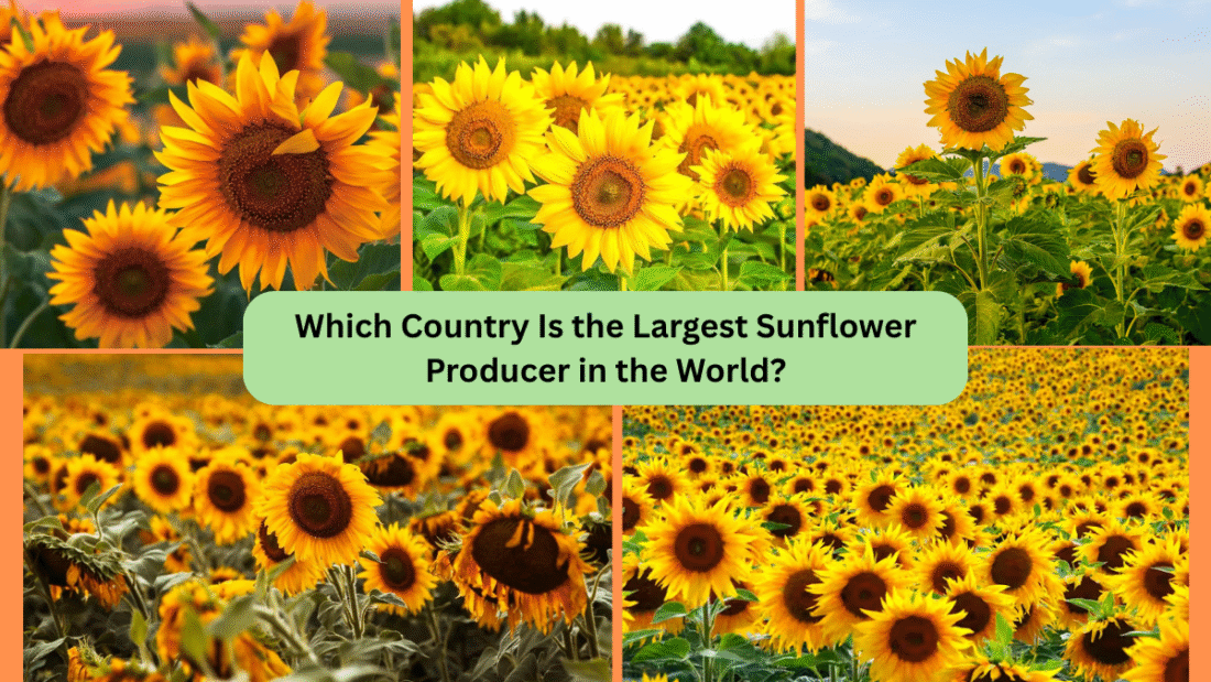 Which Country Is the Largest Sunflower Producer in the World?