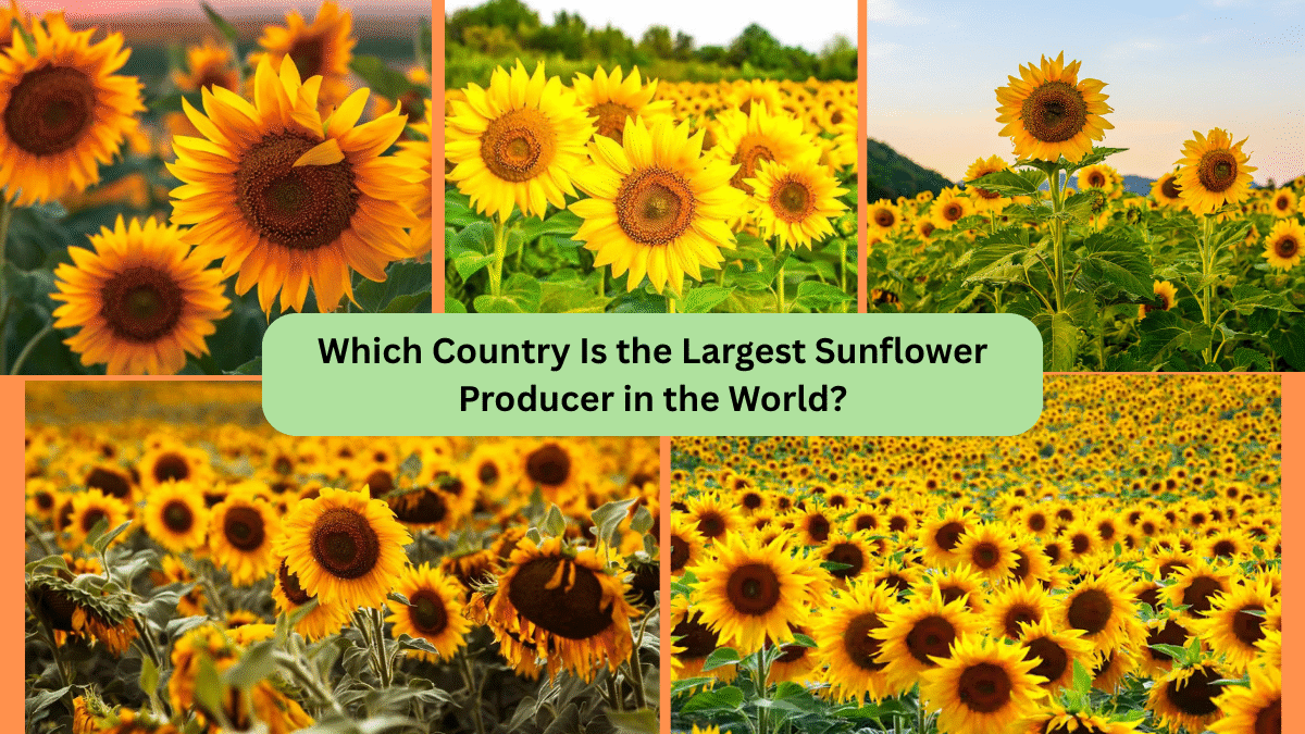 Which Country Is the Largest Sunflower Producer in the World?