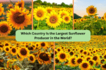 Which Country Is the Largest Sunflower Producer in the World?