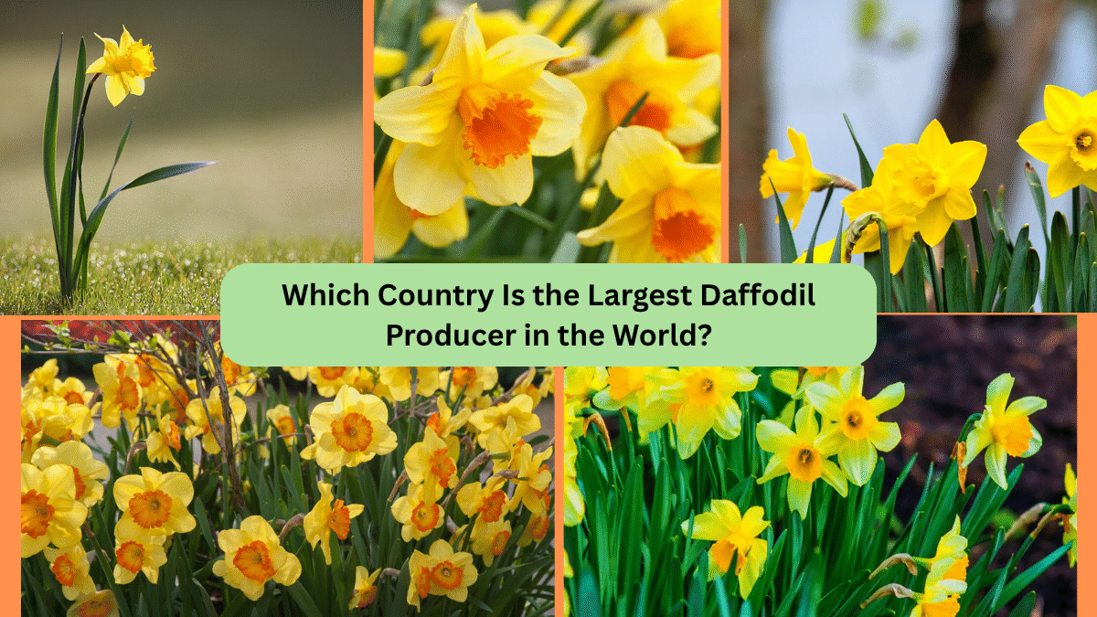 Which Country Is the Largest Daffodil Producer in the World?