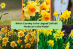Which Country Is the Largest Daffodil Producer in the World?
