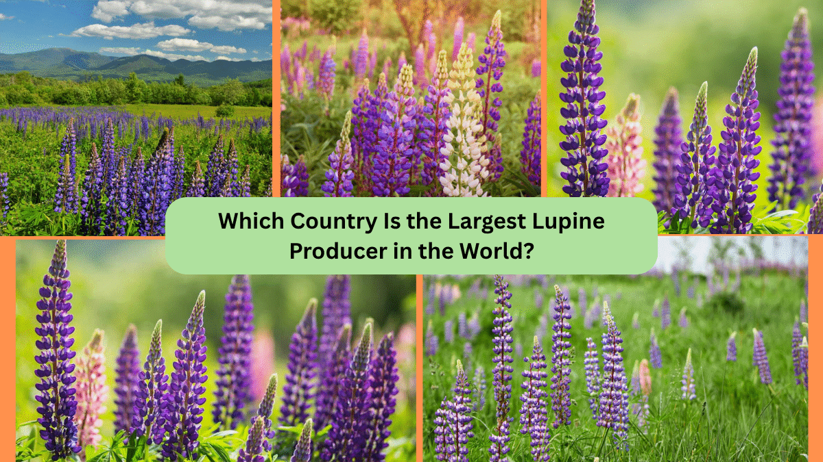 Which Country Is the Largest Lupine Producer in the World?