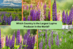 Which Country Is the Largest Lupine Producer in the World?