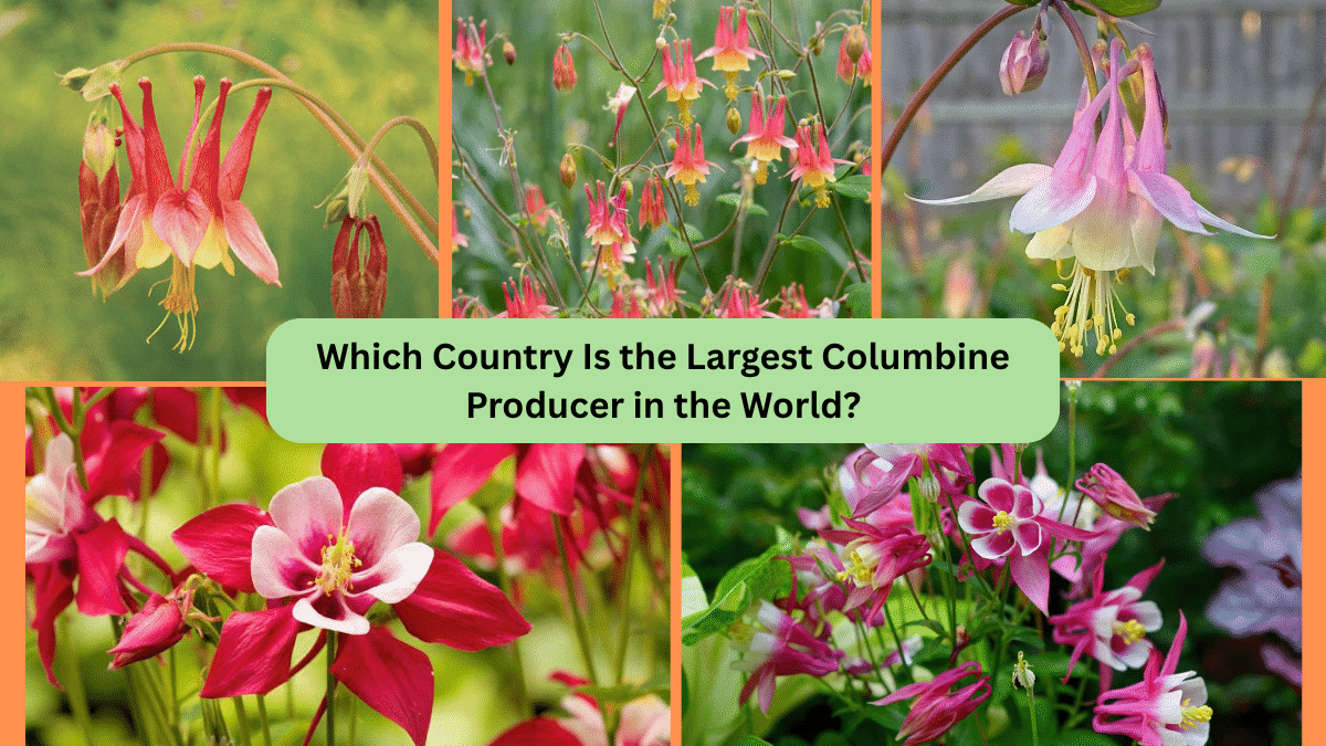 Which Country Is the Largest Columbine Producer in the World?