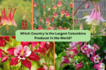Which Country Is the Largest Columbine Producer in the World?