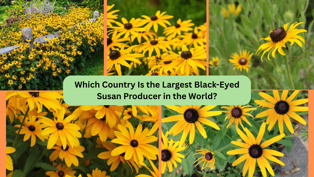 Which Country Is the Largest Black-Eyed Susan Producer in the World?
