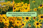Which Country Is the Largest Black-Eyed Susan Producer in the World?