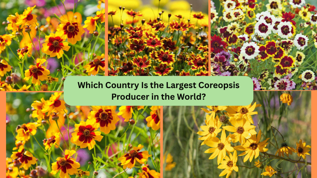 Which Country Is the Largest Coreopsis Producer in the World?