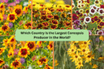 Which Country Is the Largest Coreopsis Producer in the World?