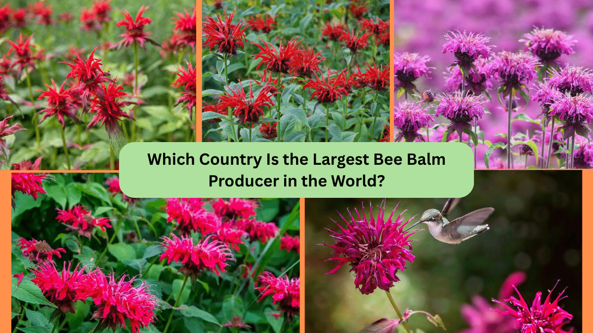 Which Country Is the Largest Bee Balm Producer in the World?