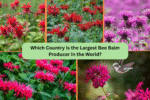Which Country Is the Largest Bee Balm Producer in the World?