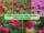 Which Country Is the Largest Bee Balm Producer in the World?