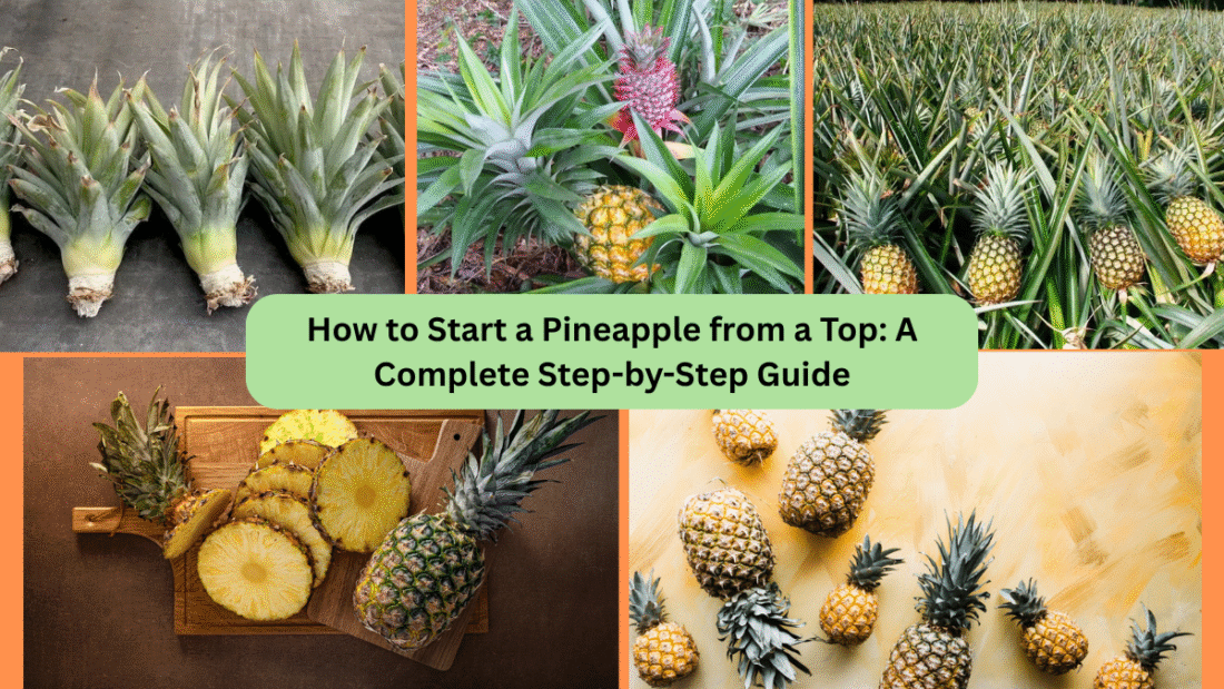 How to Start a Pineapple from a Top: A Complete Step-by-Step Guide