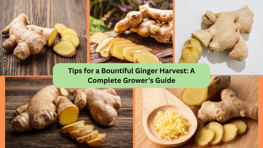 Tips for a Bountiful Ginger Harvest: A Complete Grower’s Guide