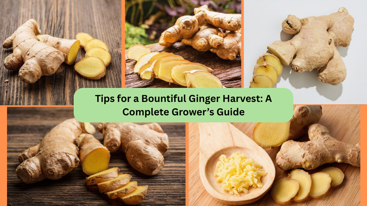 Tips for a Bountiful Ginger Harvest: A Complete Grower’s Guide