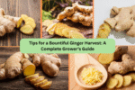 Tips for a Bountiful Ginger Harvest: A Complete Grower’s Guide