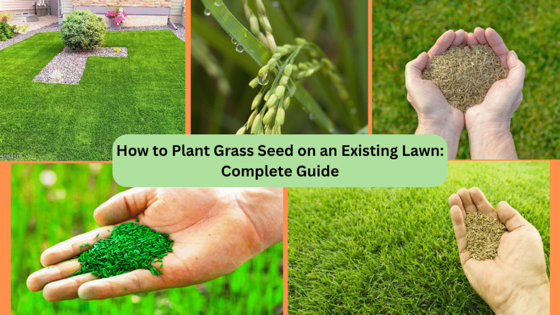 How to Plant Grass Seed on an Existing Lawn: Complete Guide