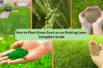 How to Plant Grass Seed on an Existing Lawn: Complete Guide