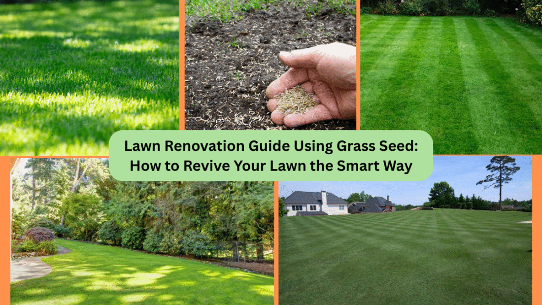 Lawn Renovation Guide Using Grass Seed: How to Revive Your Lawn the Smart Way