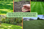 Lawn Renovation Guide Using Grass Seed: How to Revive Your Lawn the Smart Way