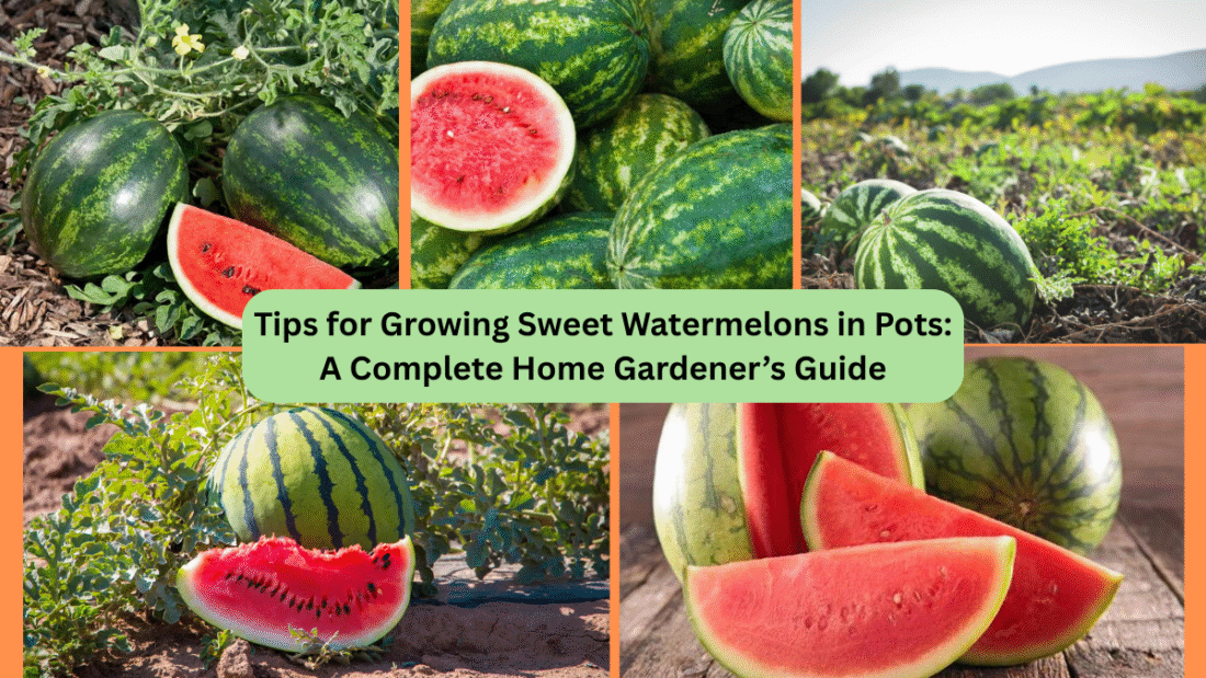 Tips for Growing Sweet Watermelons in Pots: A Complete Home Gardener’s Guide