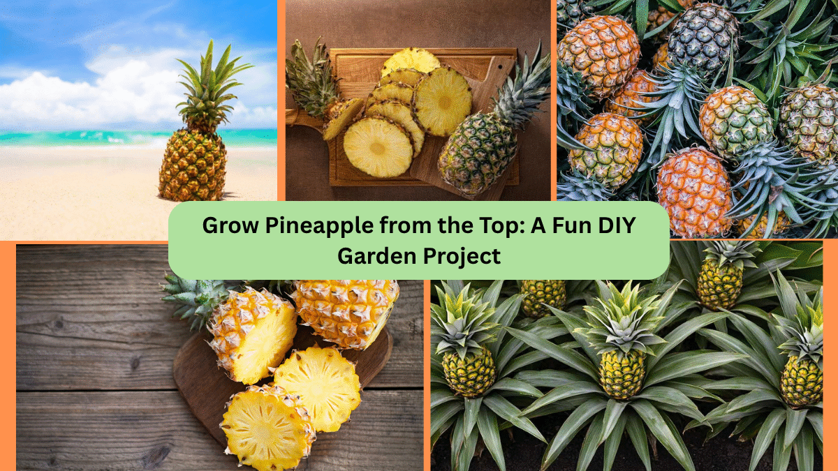 Grow Pineapple from the Top: A Fun DIY Garden Project