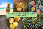 Grow Pineapple from the Top: A Fun DIY Garden Project
