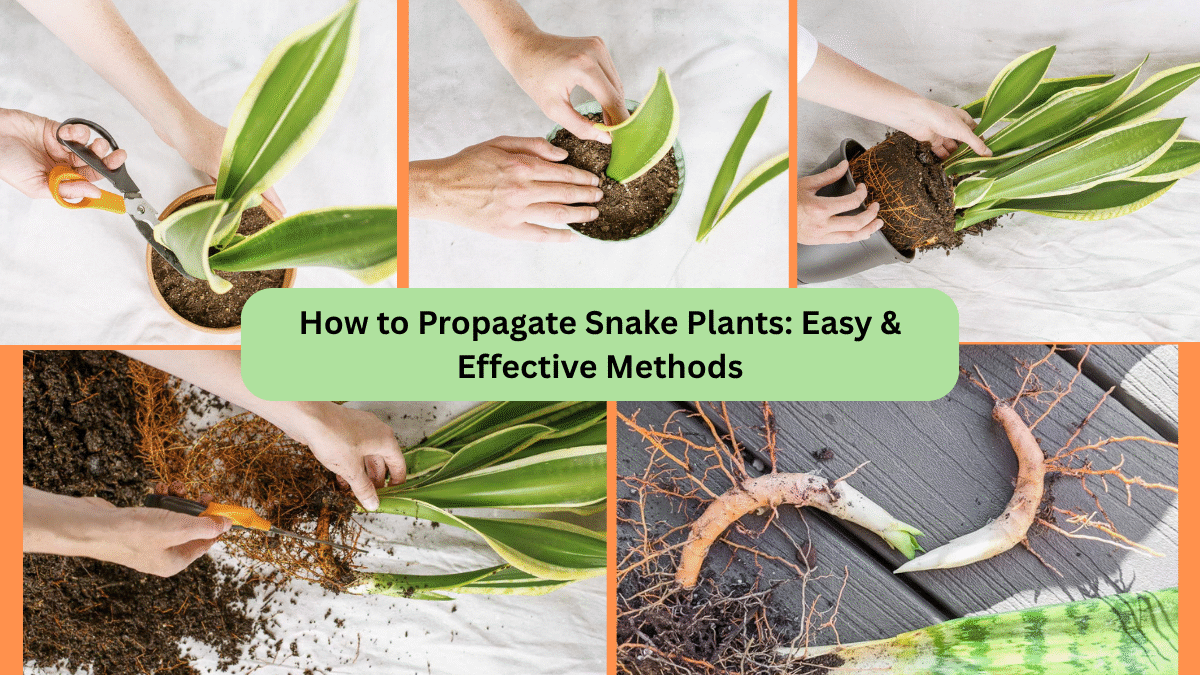 How to Propagate Snake Plants: Easy & Effective Methods