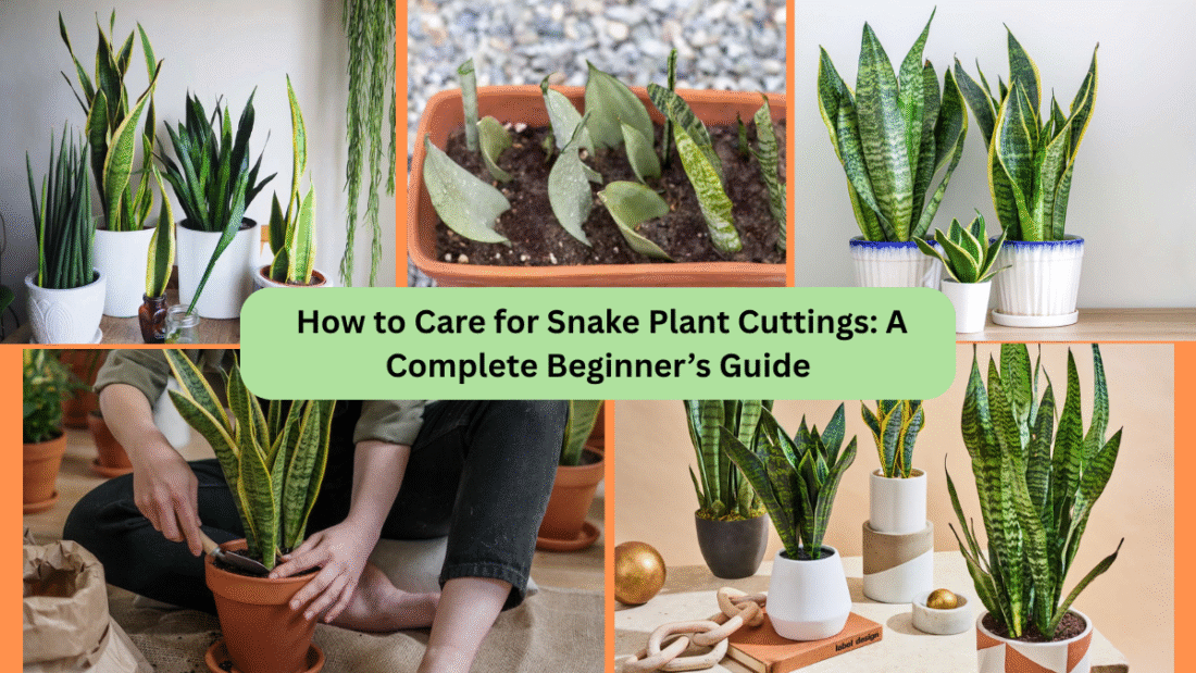How to Care for Snake Plant Cuttings: A Complete Beginner’s Guide