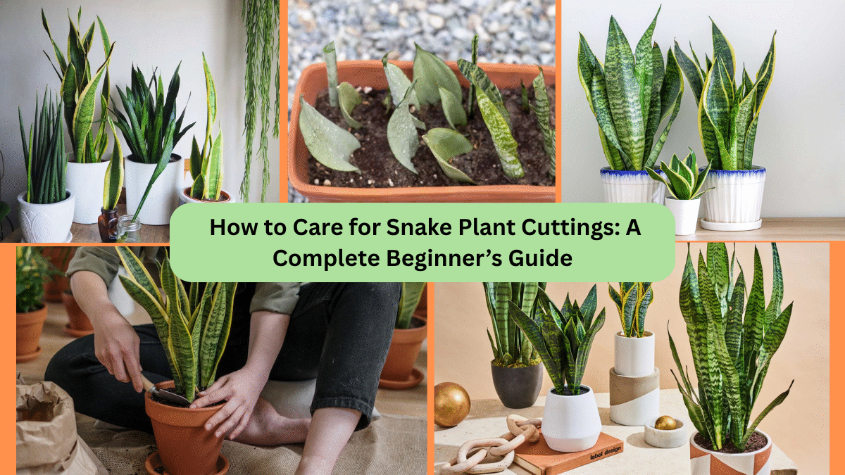 How to Care for Snake Plant Cuttings: A Complete Beginner’s Guide