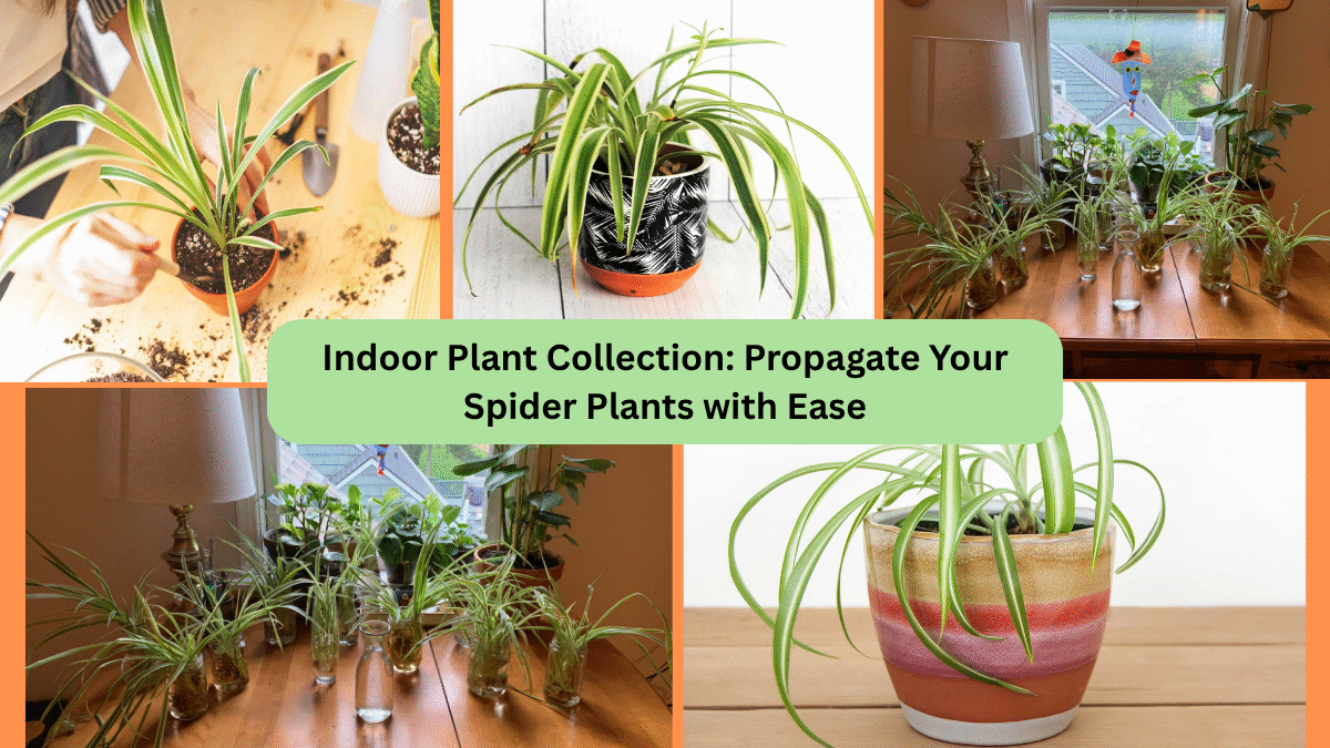 Indoor Plant Collection: Propagate Your Spider Plants with Ease