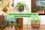 Indoor Plant Collection: Propagate Your Spider Plants with Ease