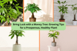 Bring Luck with a Money Tree: Growing Tips for a Prosperous, Healthy Plant