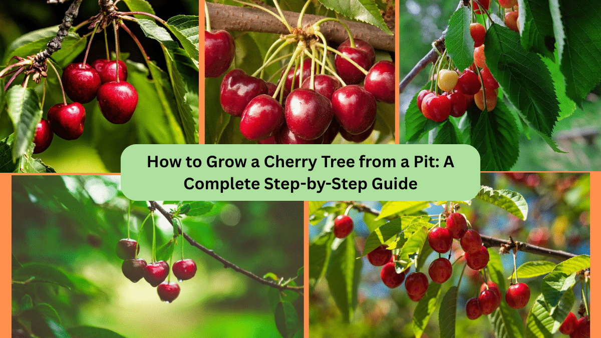 How to Grow a Cherry Tree from a Pit: A Complete Step-by-Step Guide